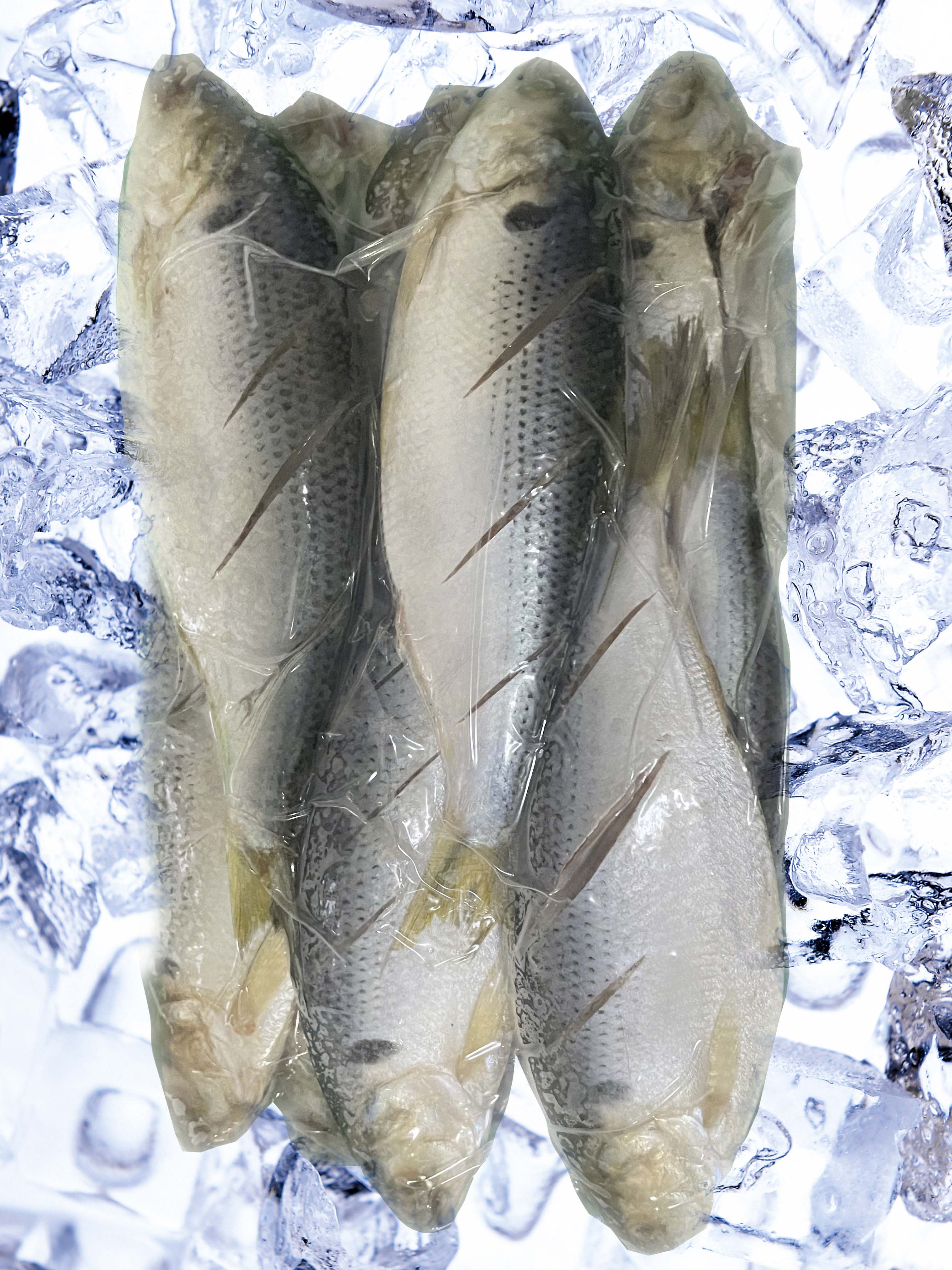 冻去脏海鲫鱼